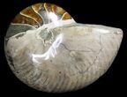 Large, Polished Nautilus Fossil - Madagascar #61342-2